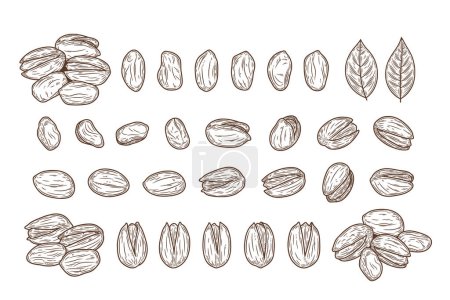 Illustration for Vector pistachio hand-drawn illustrations, pistachio kernels, shells and leaves - Royalty Free Image