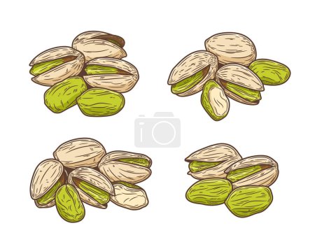 Illustration for Vector pistachio hand-drawn colorful illustrations, pistachio kernels and shells - Royalty Free Image
