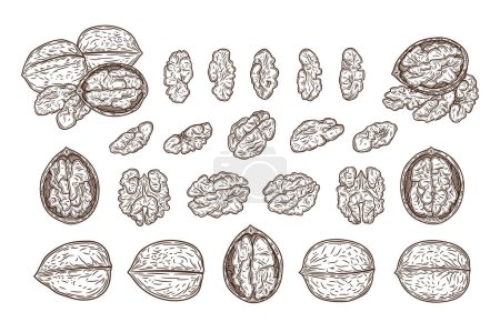 Illustration for Vector walnut hand-drawn illustrations, walnut kernels, halves and shells - Royalty Free Image