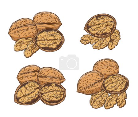 Illustration for Vector walnut colorful illustrations, walnut kernels and shells - Royalty Free Image