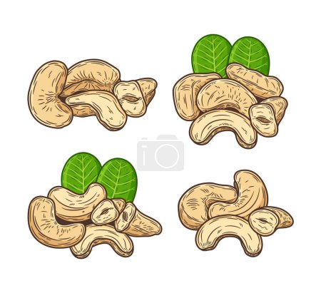 Illustration for Vector cashew nut hand-drawn colorful illustrations. Cashew nut kernels and leaves - Royalty Free Image