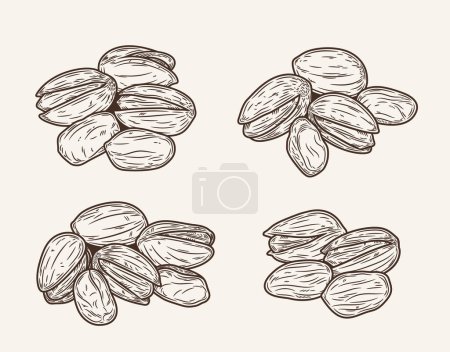 Illustration for Set of vector pistachio hand-drawn sketch illustrations. Hand-drawn pistachio icons - Royalty Free Image