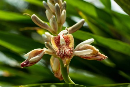 Téléchargez les photos : Elettaria cardamomum, ou fleur d'elachi communément appelée cardamome verte ou vraie, est une plante herbacée vivace de la famille du gingembre, originaire du sud de l'Inde. - en image libre de droit