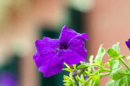 Téléchargez les photos : La fleur violette Petunia integrifolia est originaire d'Argentine et se propage chaque année avec des fleurs violettes profondes. Ils préfèrent être en plein soleil et plantés dans un sol riche et bien drainé - en image libre de droit