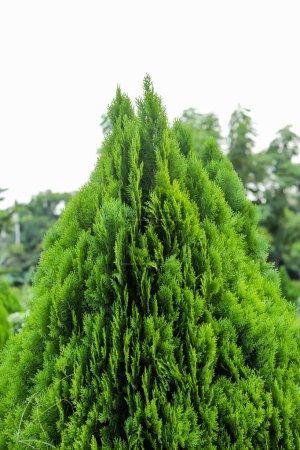 Téléchargez les photos : Platycladus orientalis, ou Jhau communément appelé thuja oriental ou arborvitae orientales, pousse généralement sous forme d'arbuste dense, sempervirent ou petit à moyen - en image libre de droit