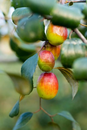 Téléchargez les photos : Le jujube doux coloré, la prune est cultivée en Asie. Les avantages du jujube proviennent de plusieurs composés antioxydants, acides triterpéniques, flavonoïdes primaires et polysaccharides - en image libre de droit