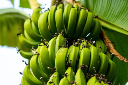 Rohe, grüne, reife Bananen sind reich an Kalium, das eine große Rolle bei der Herzgesundheit spielt. Rohe Bananen sind mit mehreren lebenswichtigen Nährstoffen beladen und haben viele gesundheitliche Vorteile