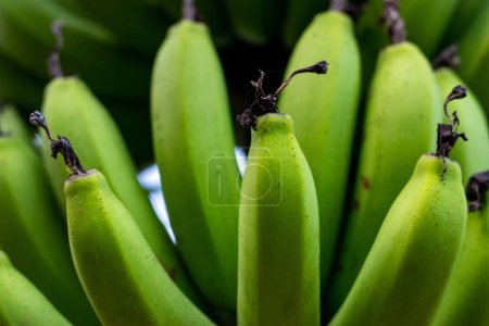 Bananas are a great source of potassium, fiber, and several other essential nutrients. Raw long and shorter bananas are also called green bananas