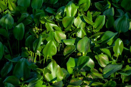 Natürliche Wasserhyazinthe ist überall eine schnell wachsende Wasserpflanze