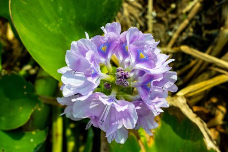 Das Blatt der Wasserhyazinthe ist eine schwimmende Wasserpflanze mit leuchtend grünen, wachsartigen Blättern und attraktiven, violetten Blüten mit gelben Streifen auf den Bannerblättern.