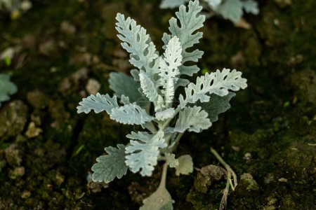 L'armoise argentée est une belle plante feuillue qui peut fournir un joli fond et contraste avec les fleurs vives de votre jardin. Cineraria Maritima ou armoise argentée