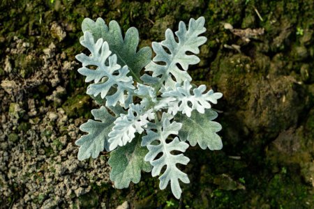 Silver ragwort, sometimes also called maritime ragwort, produces metal-gray-colored leaves that are surprisingly attractive. The silver ragwort is a halophilic plant