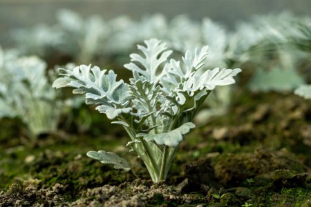L'armoise argentée est une plante halophile. L'armoise argentée est une belle plante feuillue qui peut fournir un cadre agréable et contraste avec les fleurs lumineuses de votre jardin