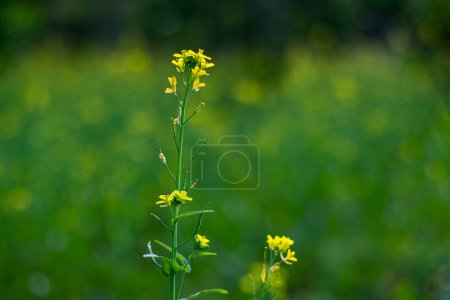 Mustard is an annual, cool-season specialty cash crop that has a short growing season and is commonly grown in rotation with small grains. Black mustard Brassica nigra is a tall, many-branched tree
