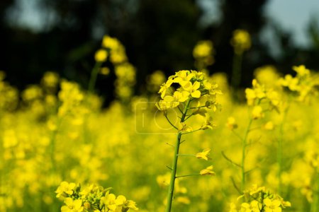 Mustard is a hardy annual vegetable that is grown for its leaves, also sold as mustard seeds to make mustard oil. Commonly known as the mustard plant, extensively cultivated for oil