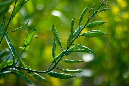 Senf ist eine breitblättrige, kreuzblättrige, kühl gewürzt einjährige Ölsaatpflanze, die hauptsächlich für den Gewürzmarkt produziert wird. Senfpflanze, extensiv für Öl angebaut und wirtschaftlich bedeutsam