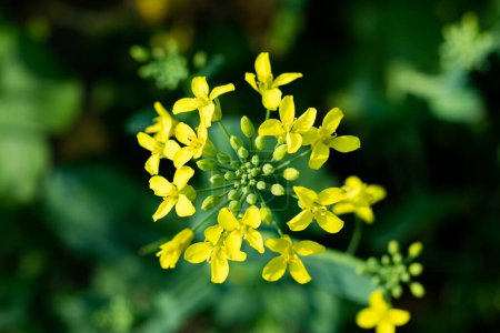 Communément connue sous le nom de moutarde, largement cultivée pour l'huile. Les fleurs de moutarde sont hermaphrodites et peuvent s'auto-polliniser, elles n'ont donc pas besoin d'une autre plante comme donneur de pollen.