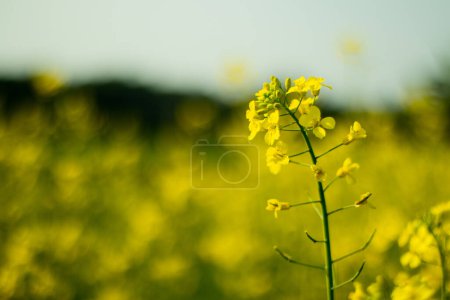 Les fleurs de moutarde peuvent s'auto-polliniser, elles n'ont donc pas besoin d'une autre plante comme donneur de pollen. Plante de moutarde, largement cultivée pour l'huile et la culture économiquement importante dans le monde entier