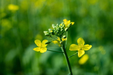 Mustard flower, a condiment made from the pungent seeds of either of two main herbs belonging to the family Brassicaceae. The principal types are white, or yellow, mustard Sinapis alba
