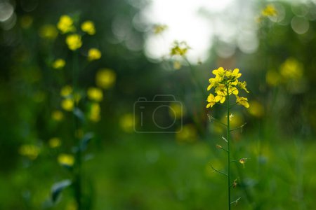 Brown mustard, an annual herbaceous plant of the family Brassicaceae, grown primarily for its pungent seeds. Black mustard Brassica nigra is a tall, many-branched tree