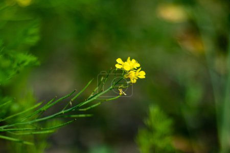 Mustard, Bright yellow flowers with four petals are found in terminal clusters. Mustard plant, extensively cultivated for oil and economically significant crop