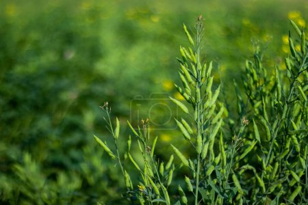 Senftypen sind weiß, gelb und Sinapis alba. Senf ist eine uralte Pflanze, die für zeitgenössische Gärtner sehr attraktiv ist. Die Pflanzen sind einfach zu züchten und produzieren Samen in nur 60 Tagen