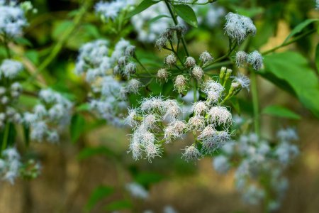 Téléchargez les photos : Ageratum ou Bluemink est un jardin annuel populaire qui est très facile à cultiver à partir de graines. Ageratum Blue Mink fleurit avec des grappes très attrayantes de fleurs bleues - en image libre de droit