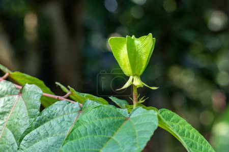 Photo for Velvetleaf leaves are heart-shaped and covered with dense, soft hairs. Flowers have five yellow petals. Short-stalked flowers are borne singly or in clusters at the leaf axils - Royalty Free Image
