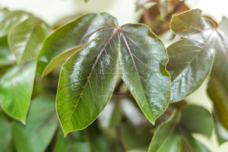 Con sus vibrantes hojas verdes y su patrón de crecimiento único, el arbusto de Bellyache o Jatropha gossypifolia es una planta perenne tropical o subtropical leñosa erecta, altamente tóxica y anual.