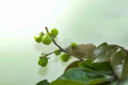 Photo for Bellyache bush is a squat, invasive shrub that can out-compete native vegetation and reduce pasture growth. Black physicnut or cotton-leaf is a species of flowering plant in the spurge family - Royalty Free Image
