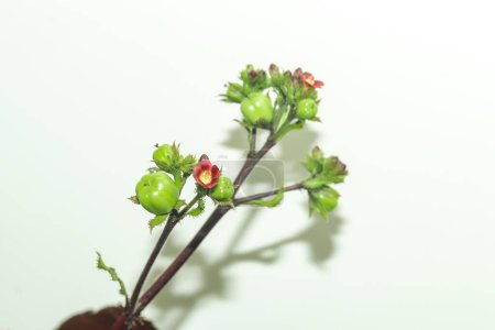 Der Bellyache-Strauch ist eine flach wurzelnde Pflanze, die ein schattiges Kronendach Jatropha gossypiifolia hervorbringt, allgemein bekannt als Bauchblütenstrauch, schwarze Physiknuss oder Baumwollblättrige Physiknuss.