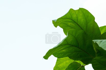 Ficus simplicissima leaves on isolated white background, palmately divided petiole cylindric with short thick barbed hairs, adaxially sulcate leaf blade