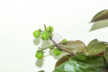 Photo for Bellyache bush or Jatropha gossypifolia is an erect, highly toxic, annual woody tropical or sub-tropical perennial. The Bellyache bush is a shallow-rooted plant that produces a shading canopy. - Royalty Free Image