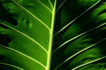 The Alocasia Macrorrhiza is one of the largest Alocasia, Also known as the Giant Taro leaves and Borneo Giant it is an imposing plant. Giant taro has the largest un-split leaf in the world