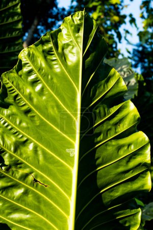 Giant Taro leaves and Borneo Giant it is an imposing plant. Alocasia mycorrhizas features immense, glossy, arrow-shaped leaves that can grow 6 feet in length