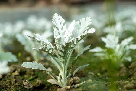 Cineraria Maritima o Ragwort de plata, comúnmente conocida como ragwort de plata, es una especie de planta perenne en el género Jacobaea en la familia