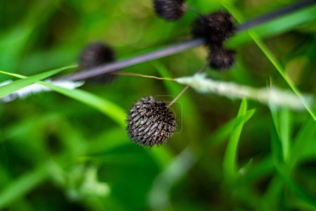 Knobweed, Hyptis capitata eingeführt ein großes Kraut aus dem tropischen Amerika
