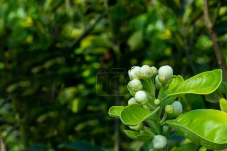 Jambura or Pomelo, Citrus grandis, flowers are bright white, with 5 petals. They are sweet-scented. Where the flower blooms, the whole premise is filled with the honey scent