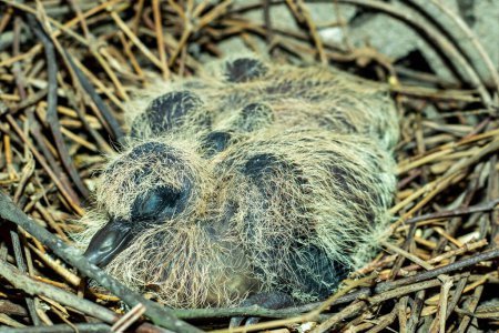 Las palomitas bebés se llaman pichones y pichones. Si bien las palomas son una vista común, las palomas bebé a menudo se ocultan, por lo que no es común verlas.