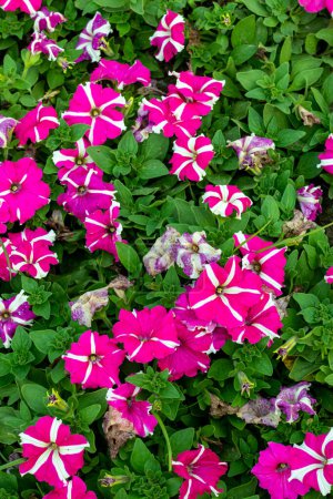 Die gestreiften Blüten der Petunien sind eine großartige Pflanze, die jeder floralen Umgebung hinzugefügt werden kann. Ihre hohe Vielseitigkeit macht sie zu einem klugen Bestandteil in Pflanzkübeln und Blumengärten