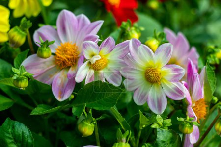 Dahlia tubers are the perfect solution to fill out dry, sunny spots in your garden with beautiful blooms throughout the summer. Dahlias are easy to care for and easy to plant in pots