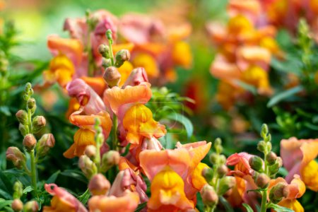Orange and pink Snapdragons exude warmth and cheerfulness with their fiery hue. This orange snapdragon for example has a mix of soft pink flowers with peachy orange edges