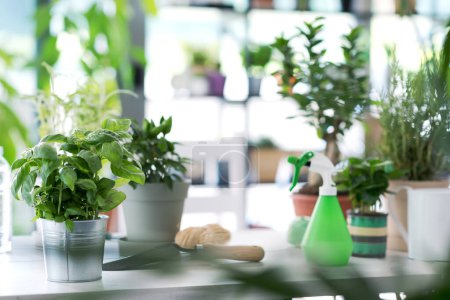 Téléchargez les photos : Jardin à la maison : belles plantes luxuriantes et outils de jardinage sur une table - en image libre de droit