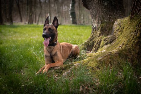 pastor belga malcom perro en el bosque