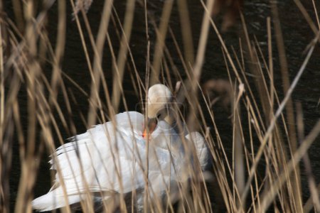 Photo for Swan on the lake - Royalty Free Image