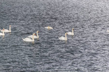 swans on the river