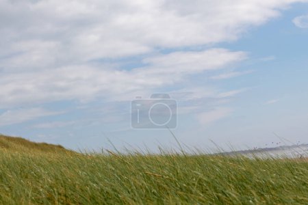 grass on the beach and sky