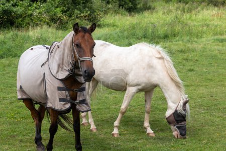 dos caballos en un prado