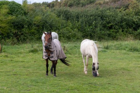 dos caballos en un prado