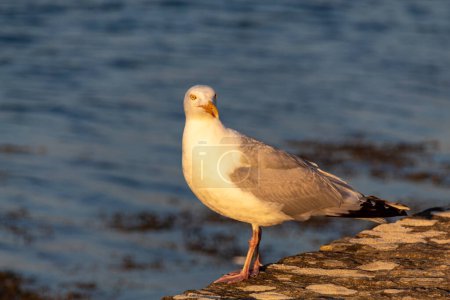 seagull on the shore